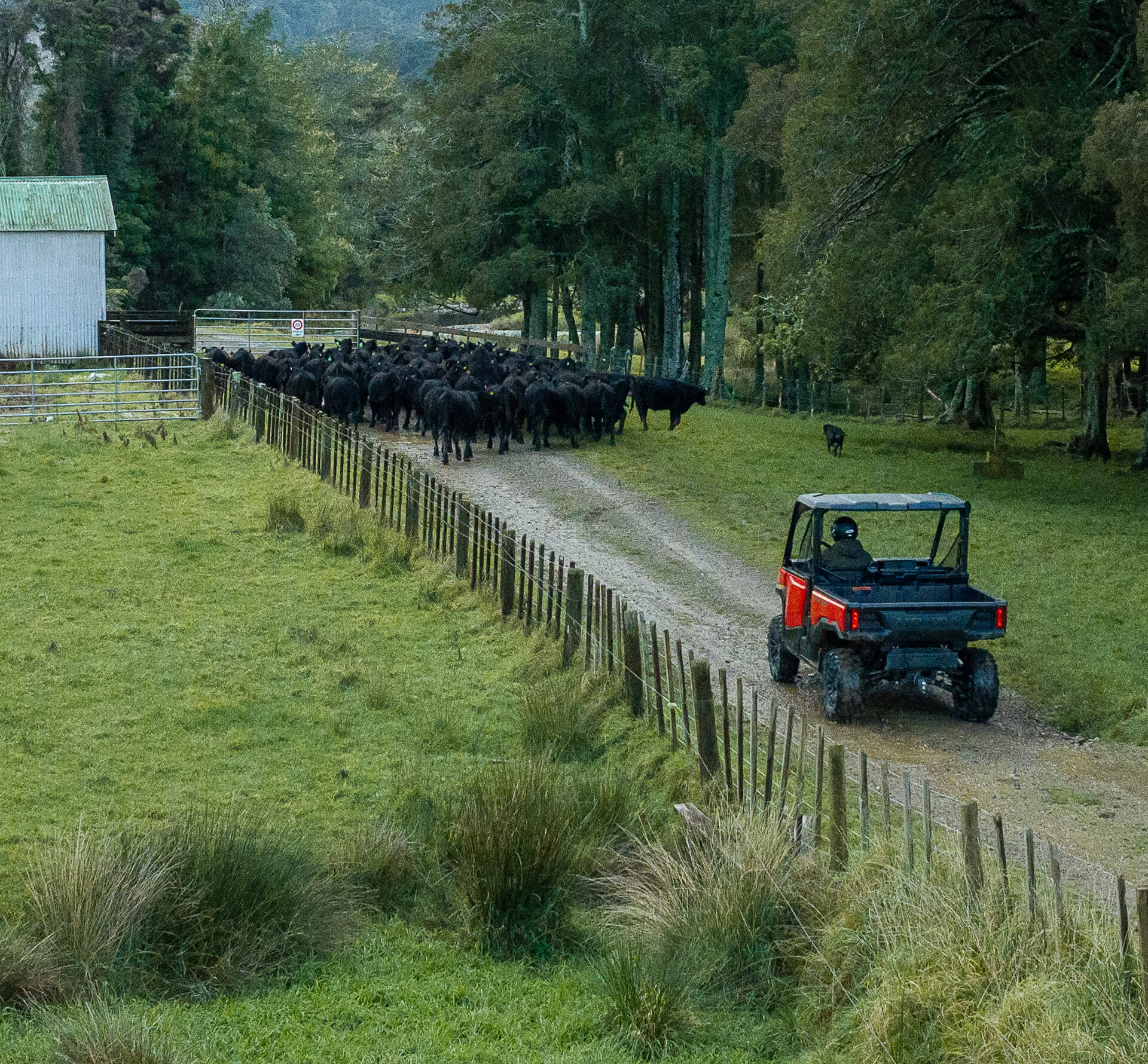 Honda Pioneer 1000 working behind a mob of cattle, using the variable speed limiter